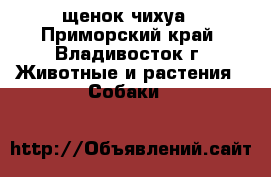 щенок чихуа - Приморский край, Владивосток г. Животные и растения » Собаки   